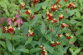 Spigelia marilandica